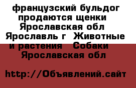 французский бульдог продаются щенки - Ярославская обл., Ярославль г. Животные и растения » Собаки   . Ярославская обл.